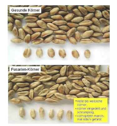 Foto: gesunde und fusarienbelastete Koerner